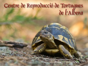 centre tortugues garriguella